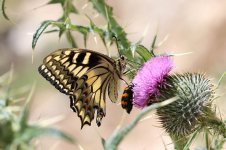Corsican Swallowtail sc 1.jpg
