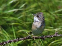 Whitethroat Male.jpg