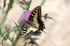 Corsican Swallowtail sc 3.jpg