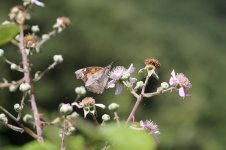 Nettle-tree Butterfly sc 3.jpg