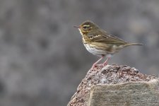 20191008 (5)_Olive-backed_Pipit.JPG