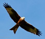 armoy.red.kite.2 copy.jpg