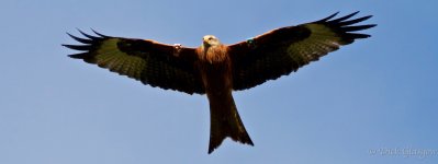 armoy.red.kite.1 copy.jpg