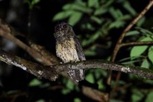 tawny bellied screech owl.jpg