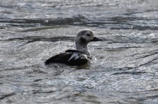 diving duck cropped.jpg