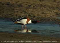 shelduck-orig-1607.jpg