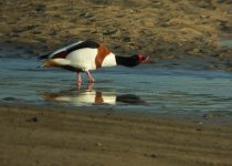 shelduck-1607.jpg