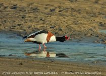 C-shelduck-orig-1607 copy.jpg