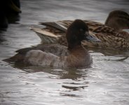 lesser-Scaup9.jpg