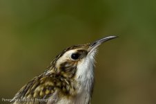 Treecreeper.jpg