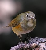 red-flanked bluetail.femDSCN8355.jpg