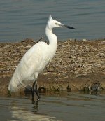 little egret.SRB-griturnadapt  L1020566.jpg