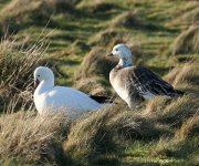 SnowGeese@Snettisham_030307.jpg