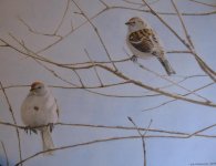 Tree Sparrows 20070308.jpg