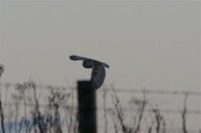 Barn Owl nr Shaftesbury.jpg