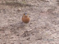 3) Chaffinch.jpg