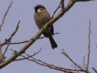 4)Tree Sparrow.jpg