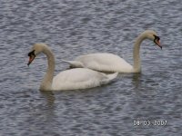 8) Mute Swans.jpg