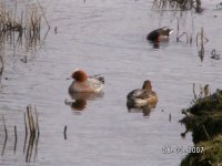 9) Wigeon & Moorhen.jpg