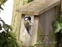 10)Great Tit at nestbox.jpg