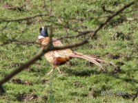 14) Pheasant again!.jpg