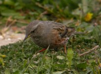 Alpine Accentor Les Baux 5.jpg