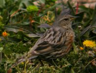 Alpine Accentor Les Baux 6.jpg