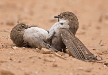 Kalahari small bird.jpg