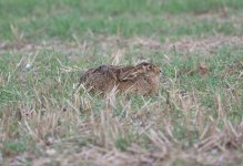 Brown Hare (2).JPG