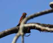 blood colored woodpecker.jpg