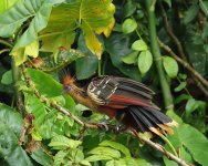 hoatzin.jpg