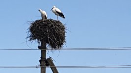 Auntie's picture of white storks.jpg