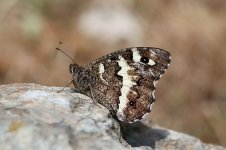 Great Banded Grayling sc 1.jpg