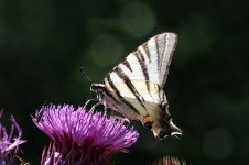 Scarce Swallowtail sc 2.jpg
