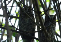 tropical screech owls juvs2.jpg