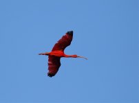 scarlet ibis flight.jpg