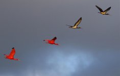 scarlet ibis juv leading the way.jpg