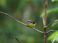 bananaquit.jpg