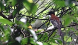 DSC00627 Chestnut Bulbul @ Ng Tung Chai.jpg