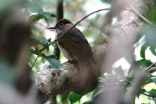 DSC00635 Mountain Bulbul @ Ng Tung Chai.jpg