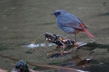 DSC00470 Plumbeous Redatrt @ Sam Pak Wan.jpg