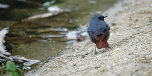 DSC00520 Plumbeous Redstart @ Sam Pak Wan.jpg