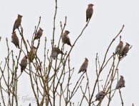 waxwings.ballymoney.jpg