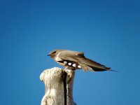 Crag Martin_1024.jpg