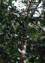 DSC00614 Grey Treepie @ Ng Tung Chai.jpg