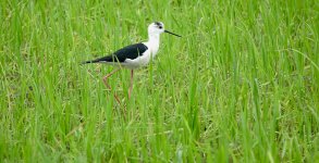 DSC01795 Black-winged Stilt @ Yi O.jpg