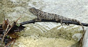 DSC01740 Changeable Lizard @ Fan Lau.jpg