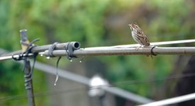 DSC00673 Little Bunting @ Ng Tung Chai.jpg