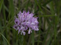 Neotinea tridentata (Three-toothed orchid)  04.jpg
