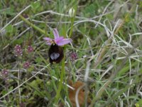 Ophrys bertolonii (Bertoloni’s bee orchid)  02.jpg